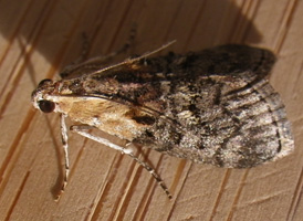 Double-humped Pococera